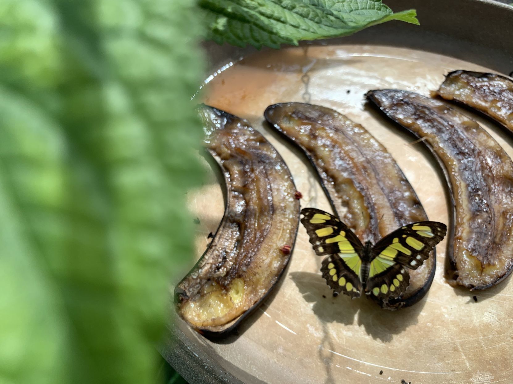 Staycation — Butterfly house